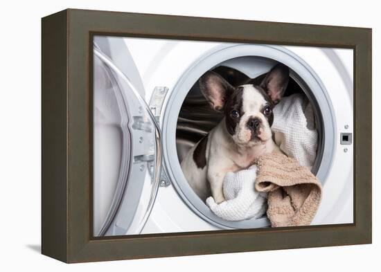 French Bulldog Puppy inside the Washing Machine-Patryk Kosmider-Framed Premier Image Canvas