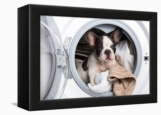 French Bulldog Puppy inside the Washing Machine-Patryk Kosmider-Framed Premier Image Canvas