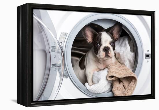 French Bulldog Puppy inside the Washing Machine-Patryk Kosmider-Framed Premier Image Canvas