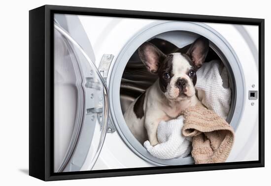 French Bulldog Puppy inside the Washing Machine-Patryk Kosmider-Framed Premier Image Canvas