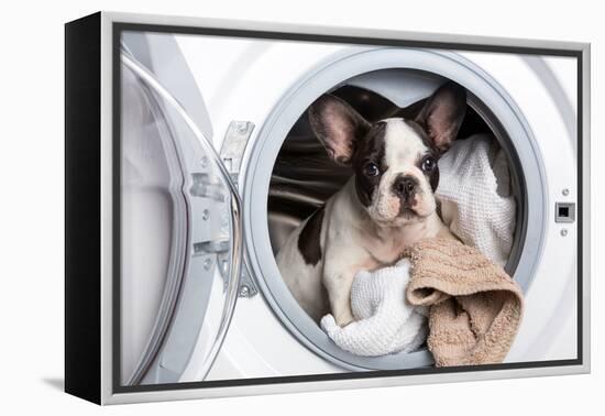 French Bulldog Puppy inside the Washing Machine-Patryk Kosmider-Framed Premier Image Canvas