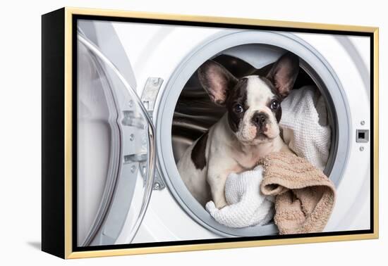 French Bulldog Puppy inside the Washing Machine-Patryk Kosmider-Framed Premier Image Canvas