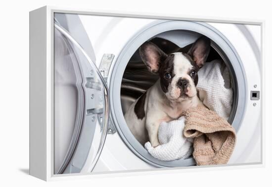 French Bulldog Puppy inside the Washing Machine-Patryk Kosmider-Framed Premier Image Canvas