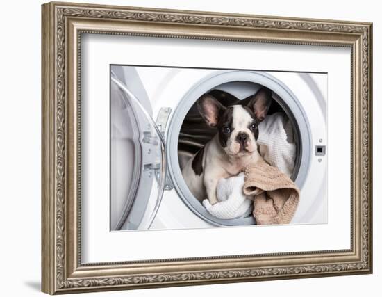 French Bulldog Puppy inside the Washing Machine-Patryk Kosmider-Framed Photographic Print