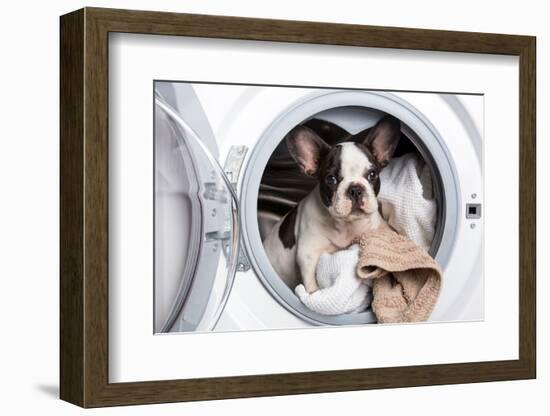 French Bulldog Puppy inside the Washing Machine-Patryk Kosmider-Framed Photographic Print