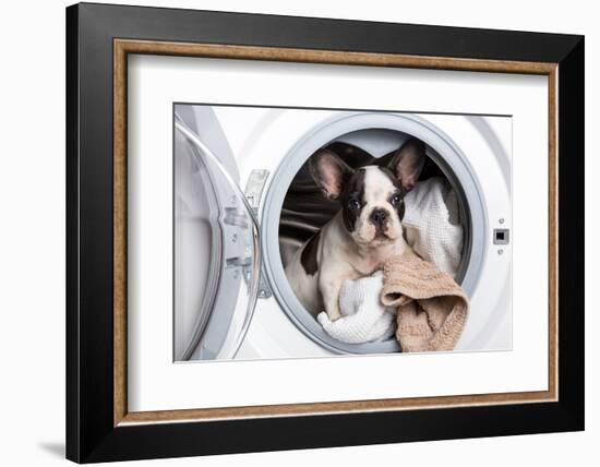 French Bulldog Puppy inside the Washing Machine-Patryk Kosmider-Framed Photographic Print