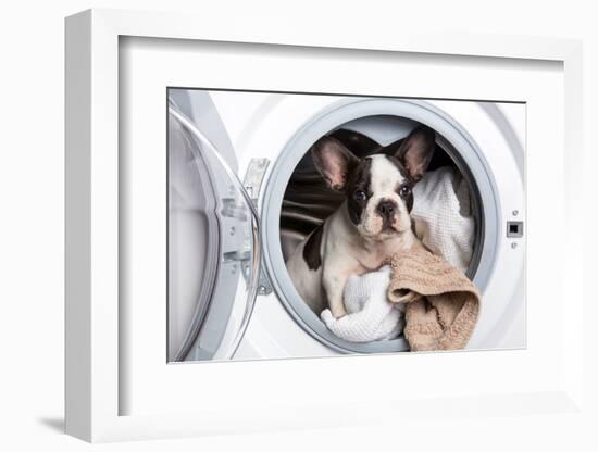 French Bulldog Puppy inside the Washing Machine-Patryk Kosmider-Framed Photographic Print