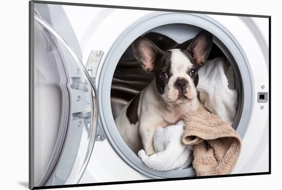 French Bulldog Puppy inside the Washing Machine-Patryk Kosmider-Mounted Photographic Print