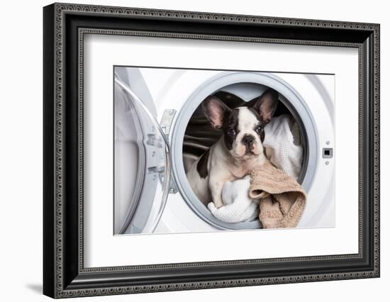 French Bulldog Puppy inside the Washing Machine-Patryk Kosmider-Framed Photographic Print