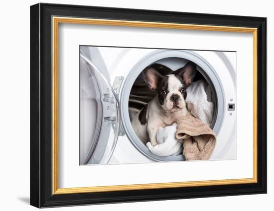 French Bulldog Puppy inside the Washing Machine-Patryk Kosmider-Framed Photographic Print