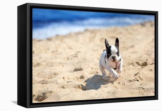 French Bulldog Puppy Running On The Beach-Patryk Kosmider-Framed Premier Image Canvas