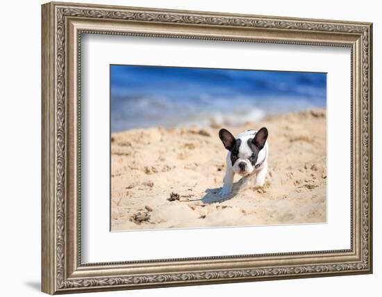 French Bulldog Puppy Running On The Beach-Patryk Kosmider-Framed Photographic Print