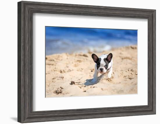 French Bulldog Puppy Running On The Beach-Patryk Kosmider-Framed Photographic Print