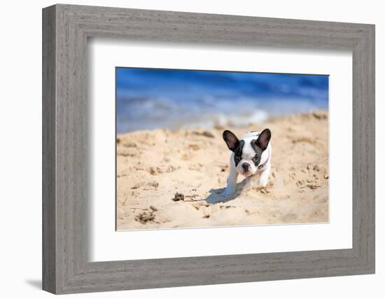 French Bulldog Puppy Running On The Beach-Patryk Kosmider-Framed Photographic Print