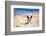 French Bulldog Puppy Running On The Beach-Patryk Kosmider-Framed Photographic Print