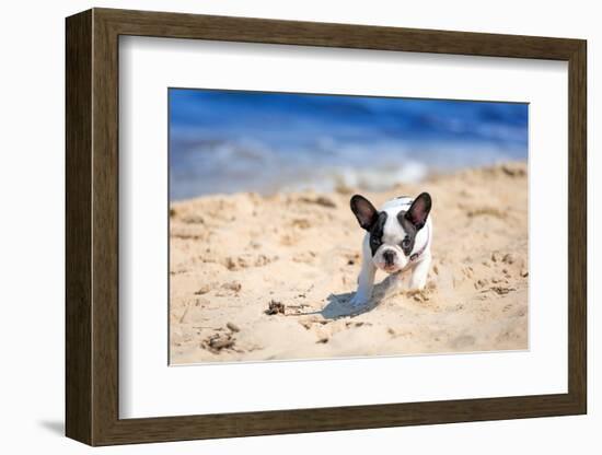 French Bulldog Puppy Running On The Beach-Patryk Kosmider-Framed Photographic Print