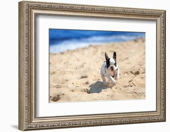 French Bulldog Puppy Running On The Beach-Patryk Kosmider-Framed Photographic Print