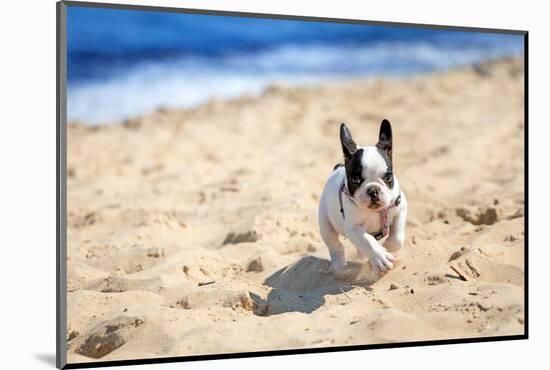 French Bulldog Puppy Running On The Beach-Patryk Kosmider-Mounted Photographic Print