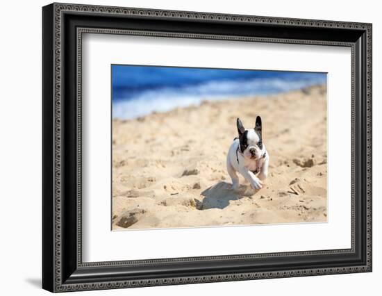 French Bulldog Puppy Running On The Beach-Patryk Kosmider-Framed Photographic Print