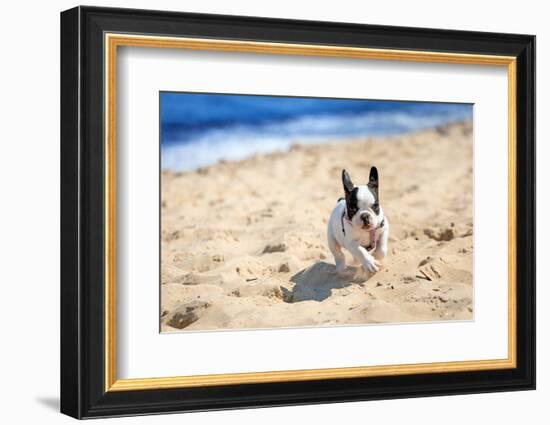 French Bulldog Puppy Running On The Beach-Patryk Kosmider-Framed Photographic Print