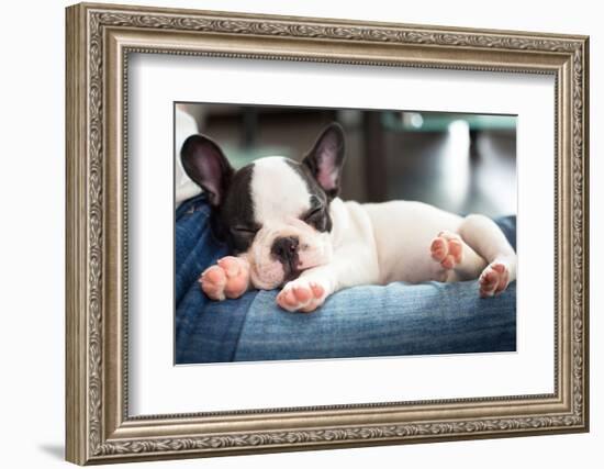 French Bulldog Puppy Sleeping On Knees-Patryk Kosmider-Framed Photographic Print
