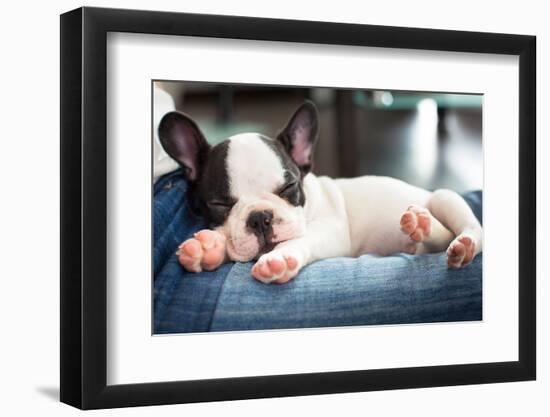 French Bulldog Puppy Sleeping On Knees-Patryk Kosmider-Framed Photographic Print