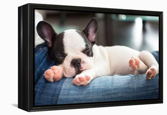 French Bulldog Puppy Sleeping on Knees-Patryk Kosmider-Framed Premier Image Canvas