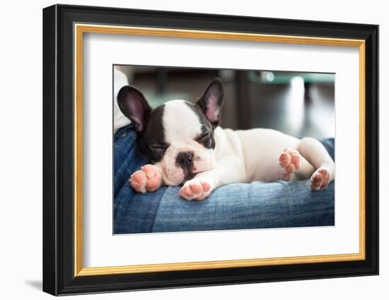 French Bulldog Puppy Sleeping on Knees-Patryk Kosmider-Framed Photographic Print