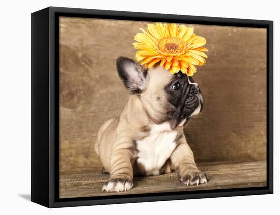 French Bulldog Puppy-Lilun-Framed Premier Image Canvas