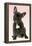 French Bulldog Puppy-null-Framed Premier Image Canvas