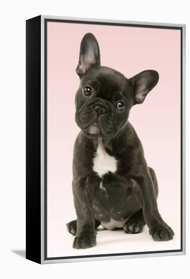 French Bulldog Puppy-null-Framed Premier Image Canvas