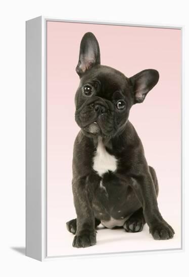 French Bulldog Puppy-null-Framed Premier Image Canvas