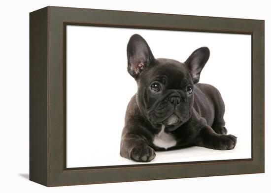 French Bulldog Puppy-null-Framed Premier Image Canvas