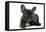 French Bulldog Puppy-null-Framed Premier Image Canvas