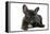 French Bulldog Puppy-null-Framed Premier Image Canvas