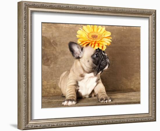 French Bulldog Puppy-Lilun-Framed Photographic Print