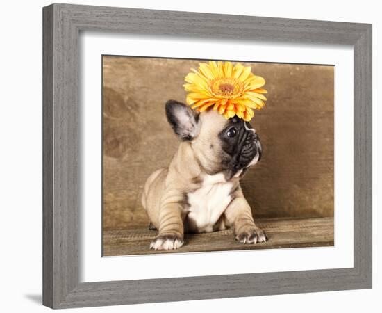 French Bulldog Puppy-Lilun-Framed Photographic Print