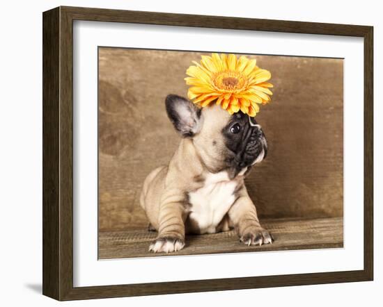 French Bulldog Puppy-Lilun-Framed Photographic Print