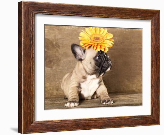 French Bulldog Puppy-Lilun-Framed Photographic Print