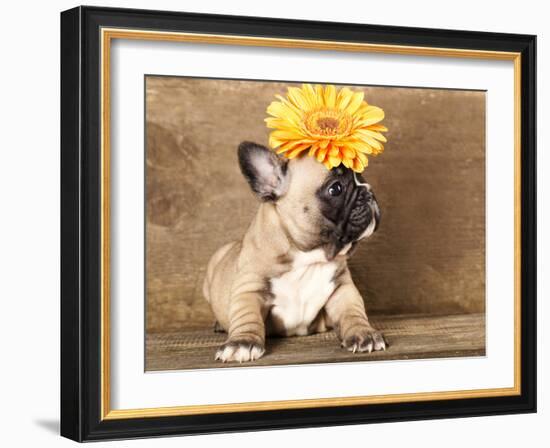 French Bulldog Puppy-Lilun-Framed Photographic Print