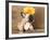 French Bulldog Puppy-Lilun-Framed Photographic Print