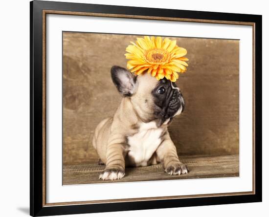 French Bulldog Puppy-Lilun-Framed Photographic Print