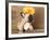 French Bulldog Puppy-Lilun-Framed Photographic Print