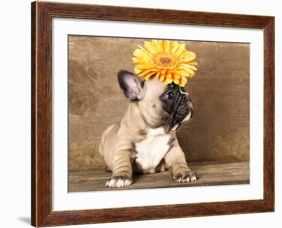 French Bulldog Puppy-Lilun-Framed Photographic Print