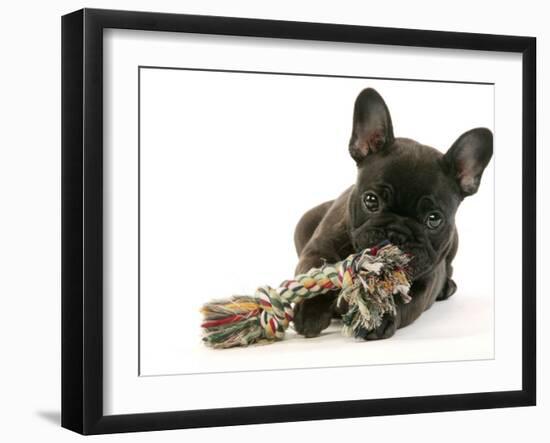 French Bulldog Puppy-null-Framed Photographic Print