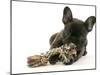 French Bulldog Puppy-null-Mounted Photographic Print