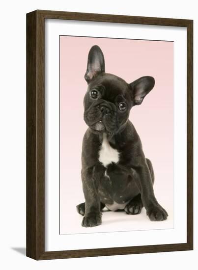 French Bulldog Puppy-null-Framed Photographic Print