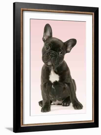 French Bulldog Puppy-null-Framed Photographic Print