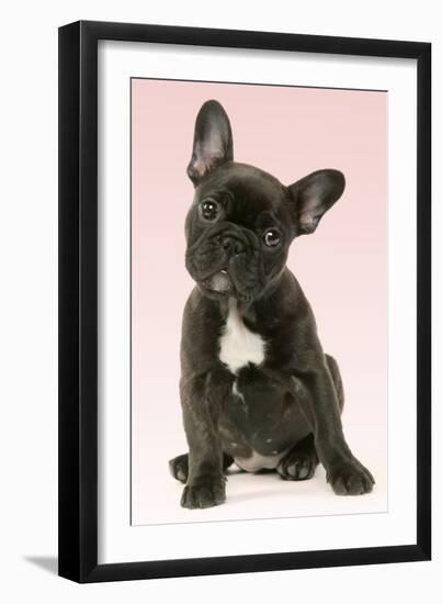 French Bulldog Puppy-null-Framed Photographic Print