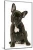 French Bulldog Puppy-null-Mounted Photographic Print